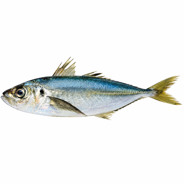 Frozen Westcoast Horse Mackerel (400+) 1kg - Only Berlin Delivery